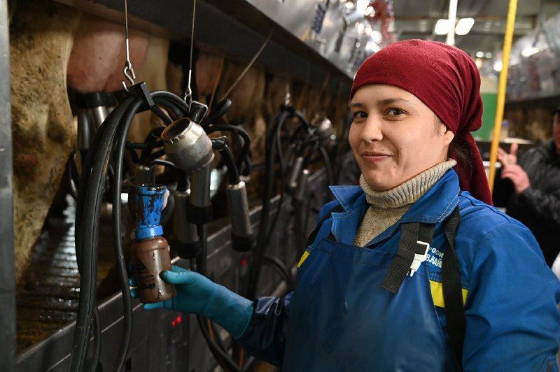 В Предгорном округе Ставрополья зафиксировали рекордные надои молока