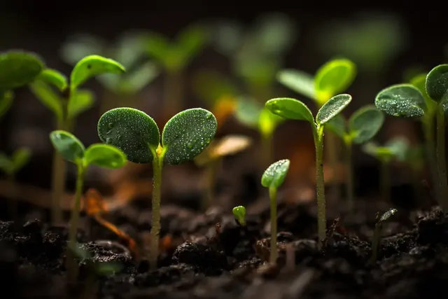 Учёные выяснили, почему рассада вытягивается — и дело не в свете