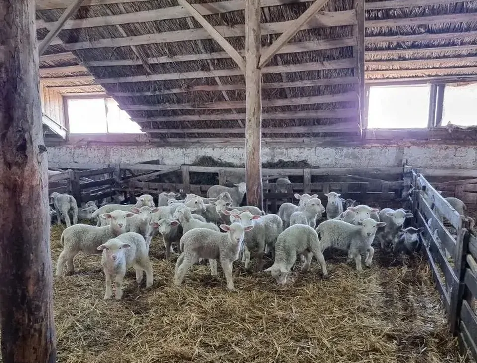 Более 3 тысяч ягнят появились на свет в Степновском округе
