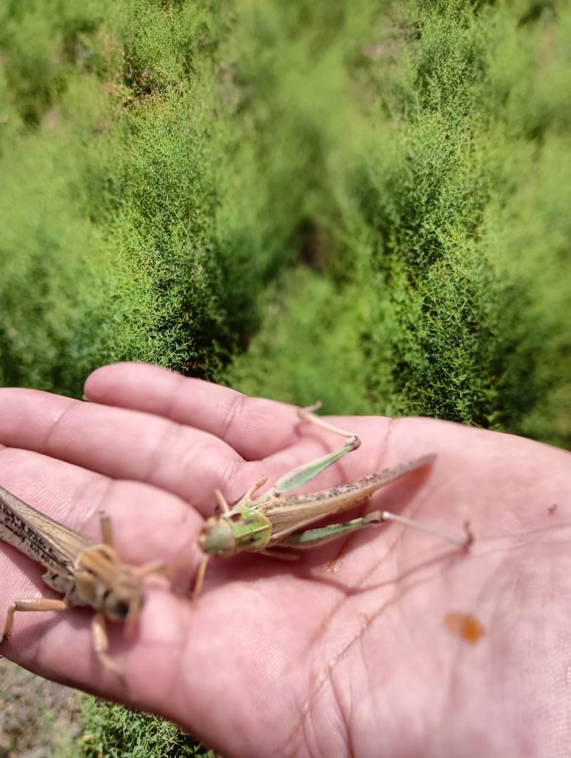 На Ставрополье ликвидировали очаг саранчи на 30 гектарах