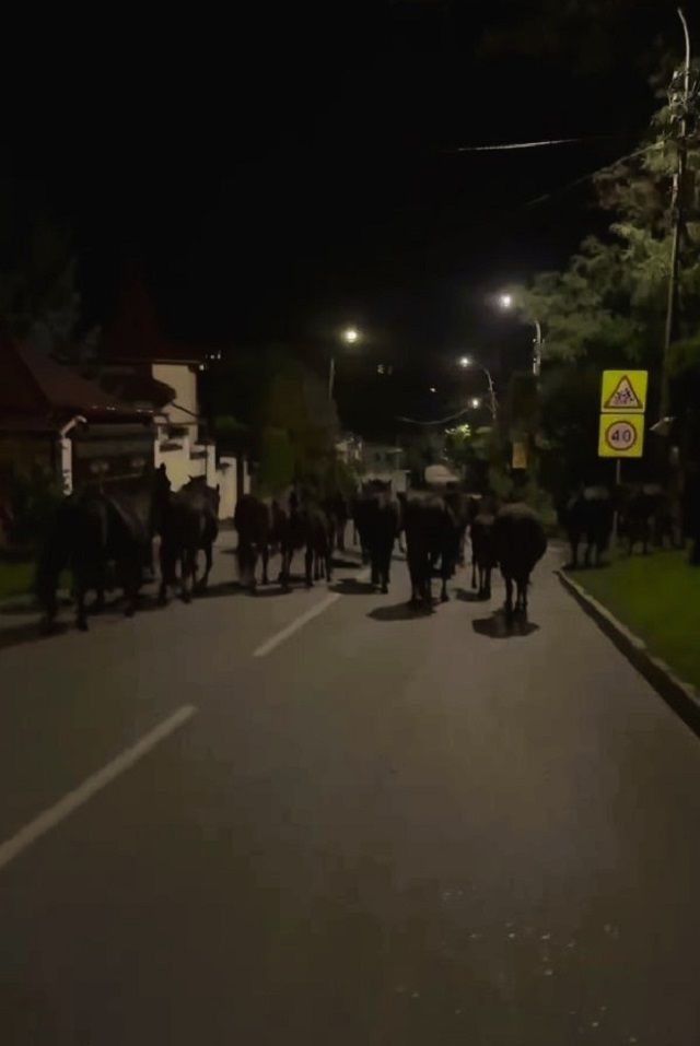 Почти полсотни лошадей выловили на улицах Кисловодска