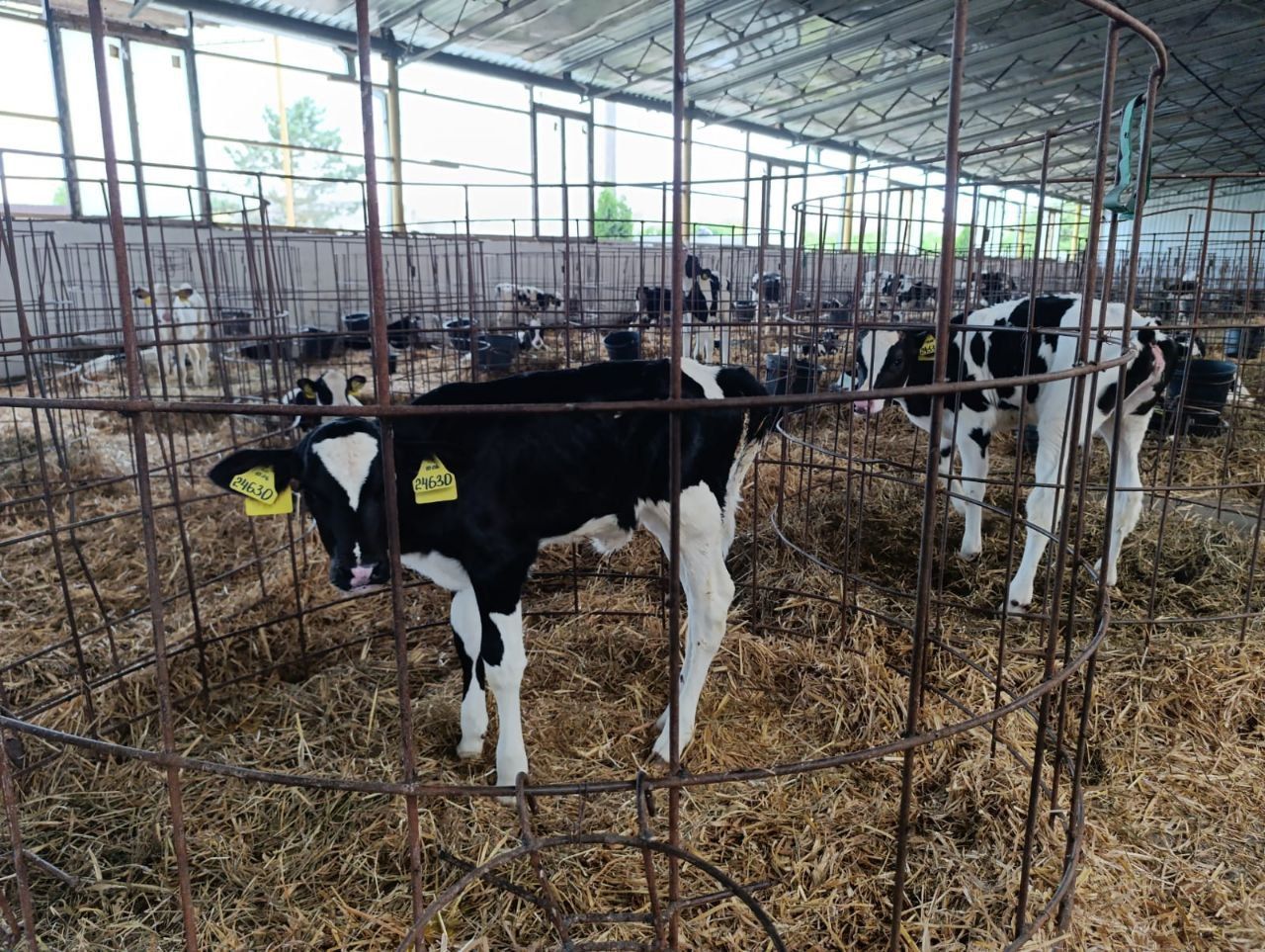 Хозяйства Предгорного округа получили более 600 телят с начала года