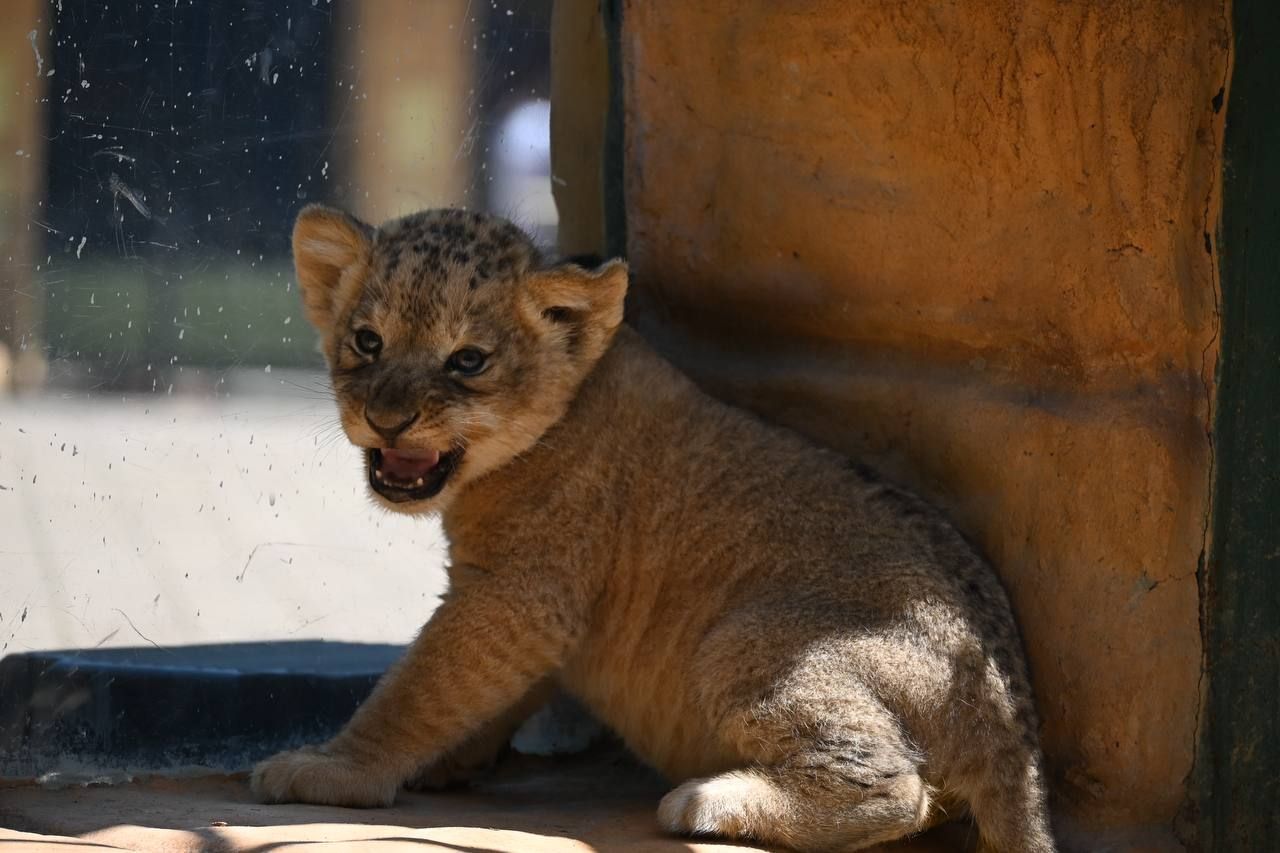 Тринадцать детенышей родились в ставропольском зоопарке