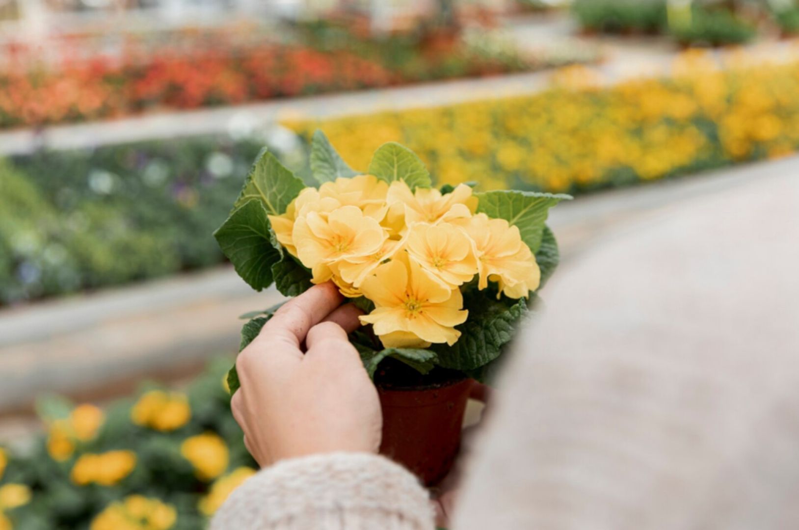 Ставропольчанка потратила более 250 тыс. рублей на несуществующие цветы