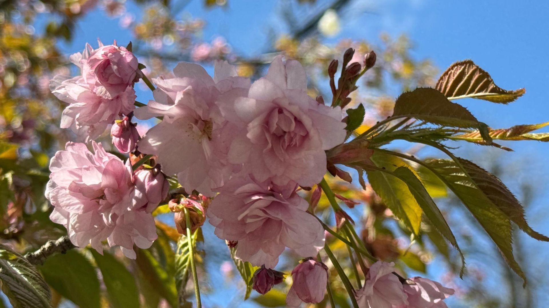 Сакура и магнолия зацвели в Ставрополе