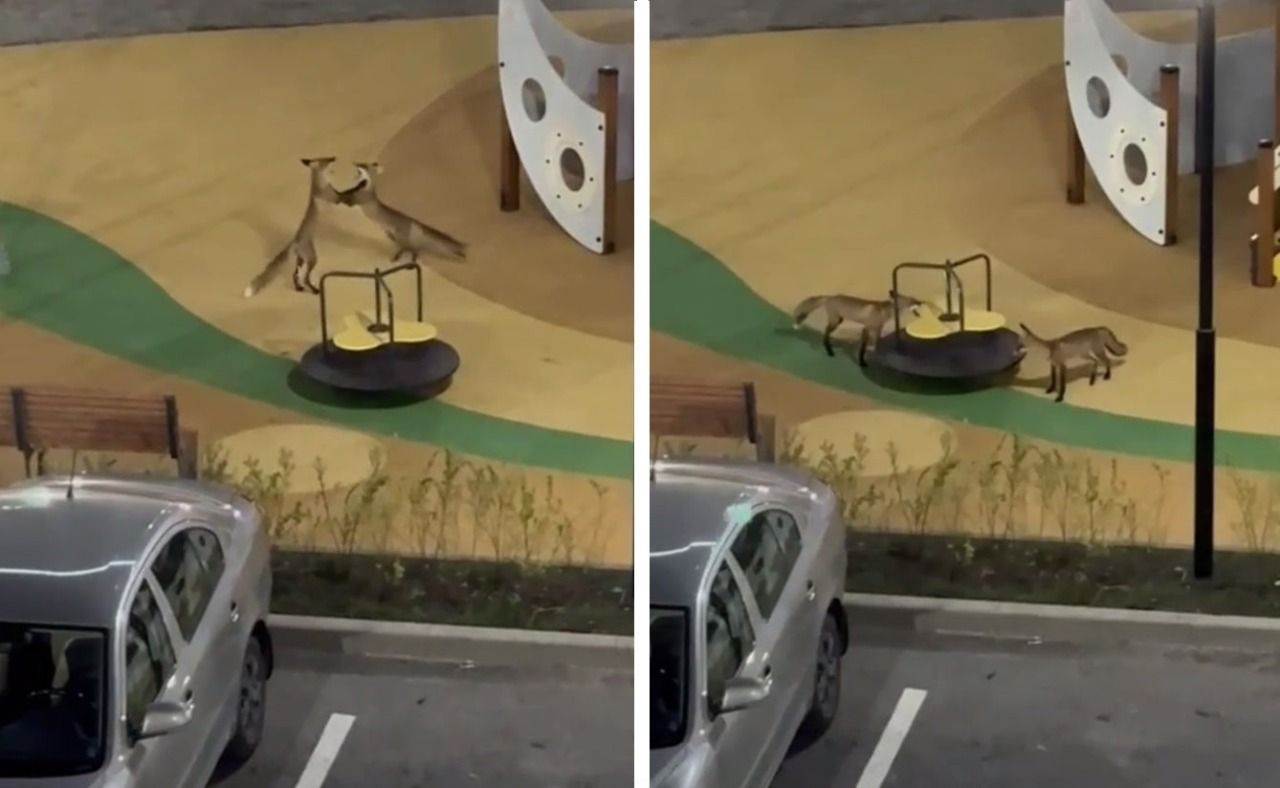 Резвящихся лисиц сняли на видео на Кавминводах