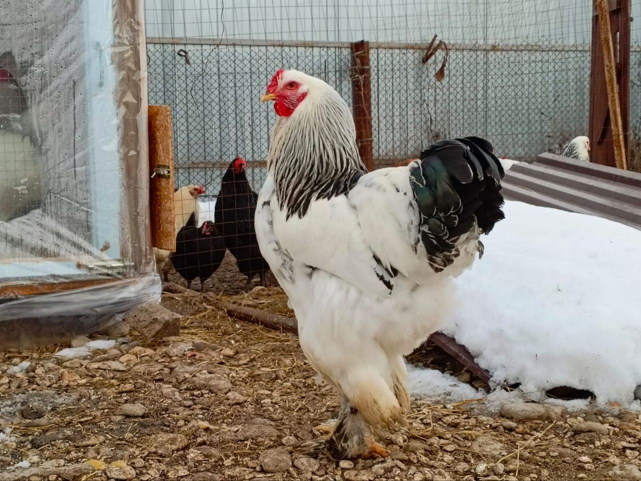 Выпускник школы успешно разводит кур редких пород