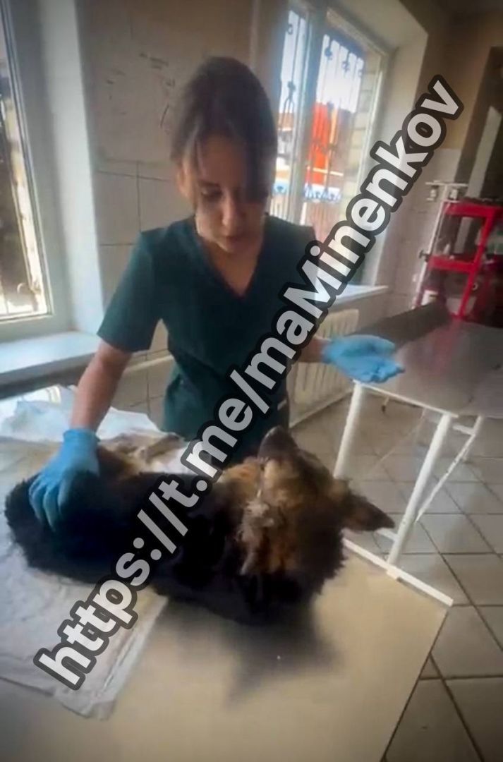 Губернатор Ставрополья спас умирающую собаку по дороге в Невинномысск