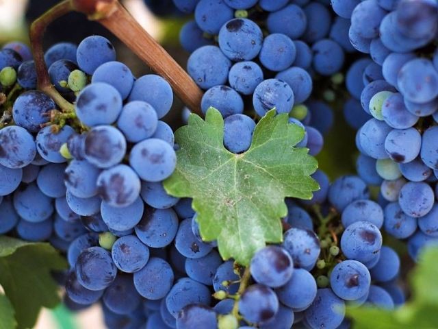 Дума Ставропольского края приняла закон, поддерживающий местных виноградарей и виноделов Дума Ставропольского края приняла закон, поддерживающий местных виноградарей и виноделов
