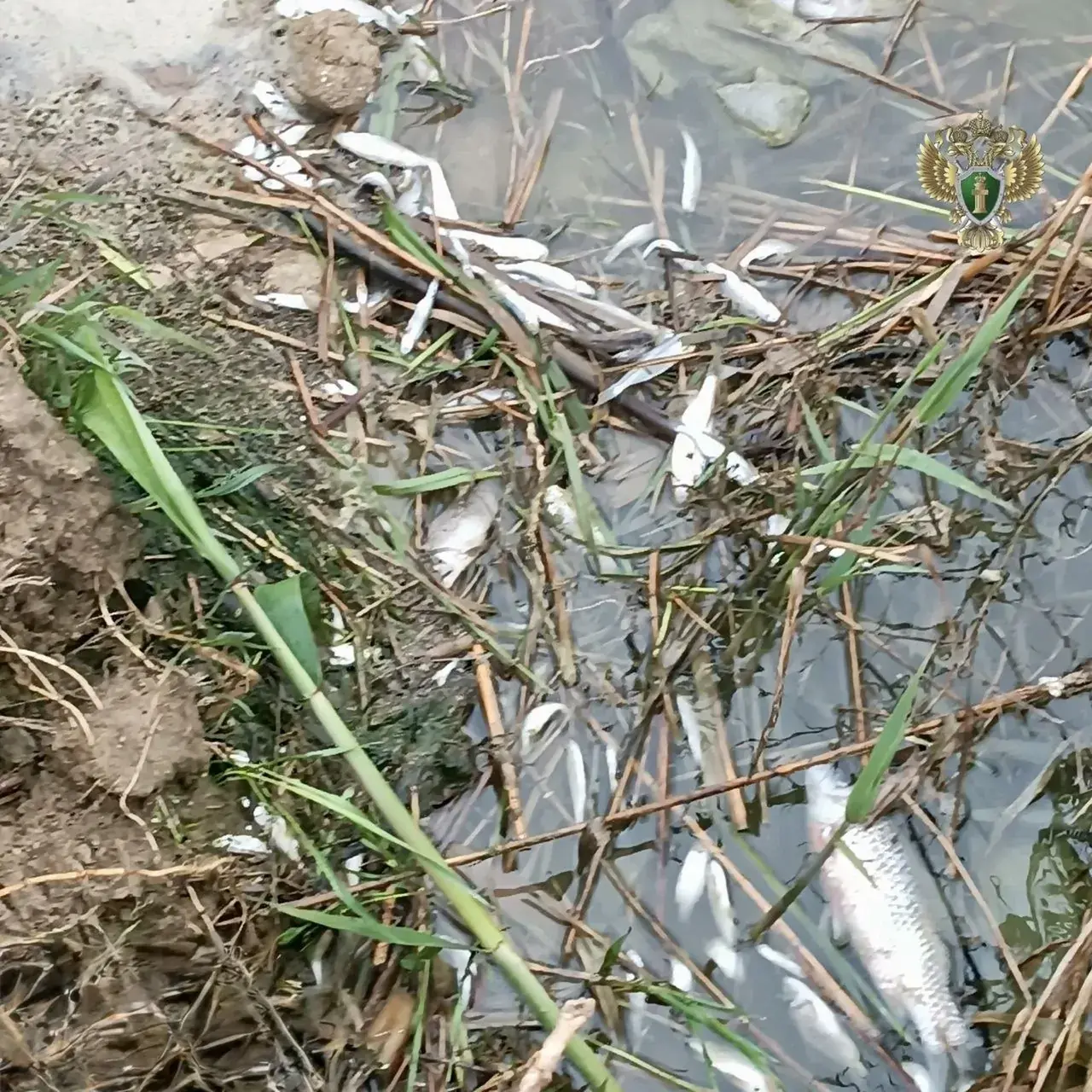 На Ставрополье с водоканала взыскали 4,2 млн рублей за сброс нечистот и гибель рыбы в реке