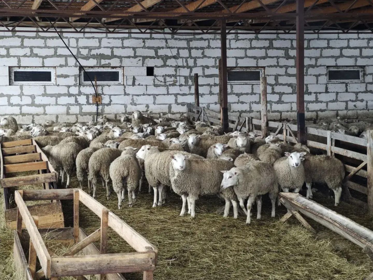 На Ставрополье на зимовку отправили 275 тысяч голов скота