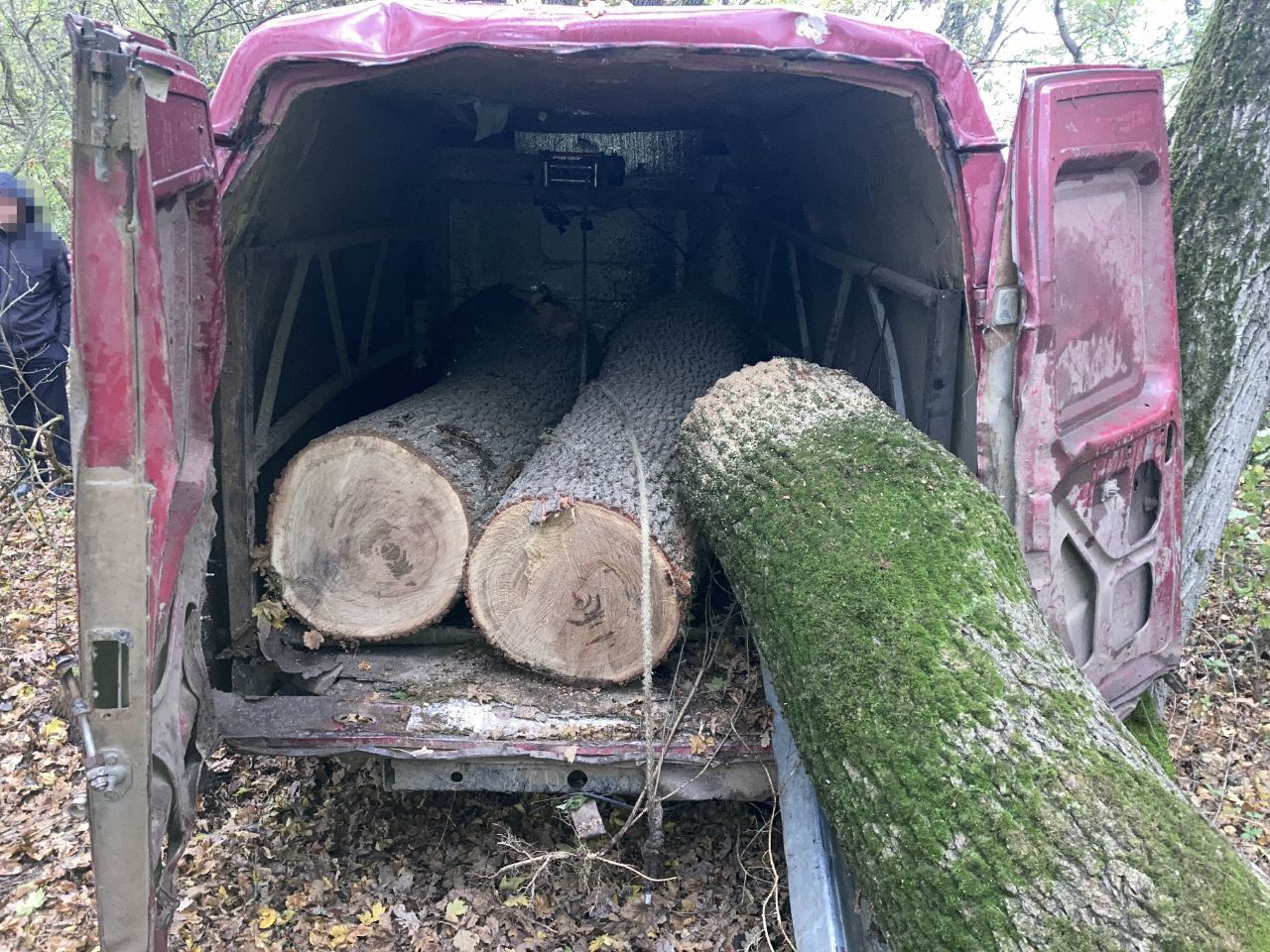 На Ставрополье мужчины спилили дубы на 2,5 млн рублей
