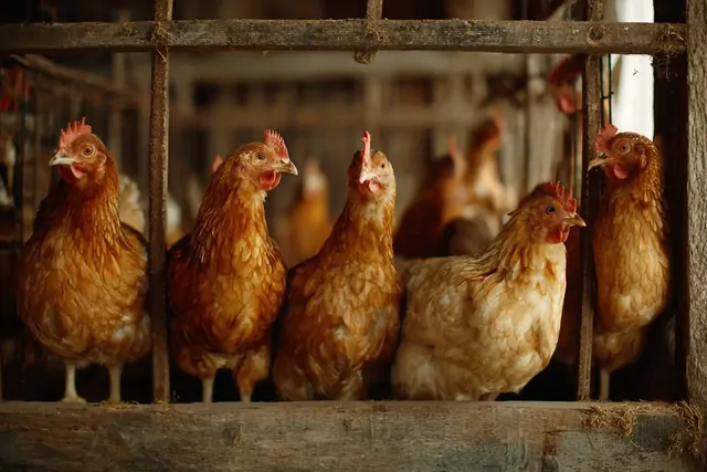 Мартовские яйца у фермеров и февральские с птицефабрики: положила в воду оба — всплыли не те, что ожидала