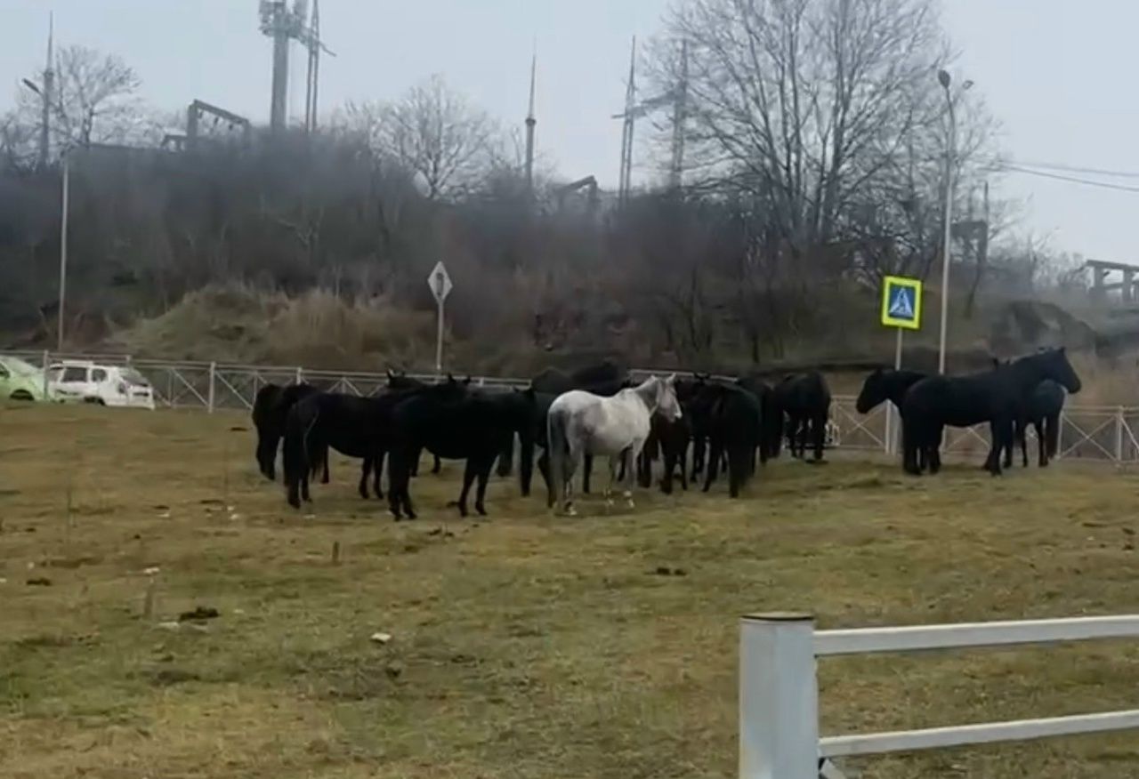 Гуляющих по Кисловодску лошадей отправили на штрафстоянку