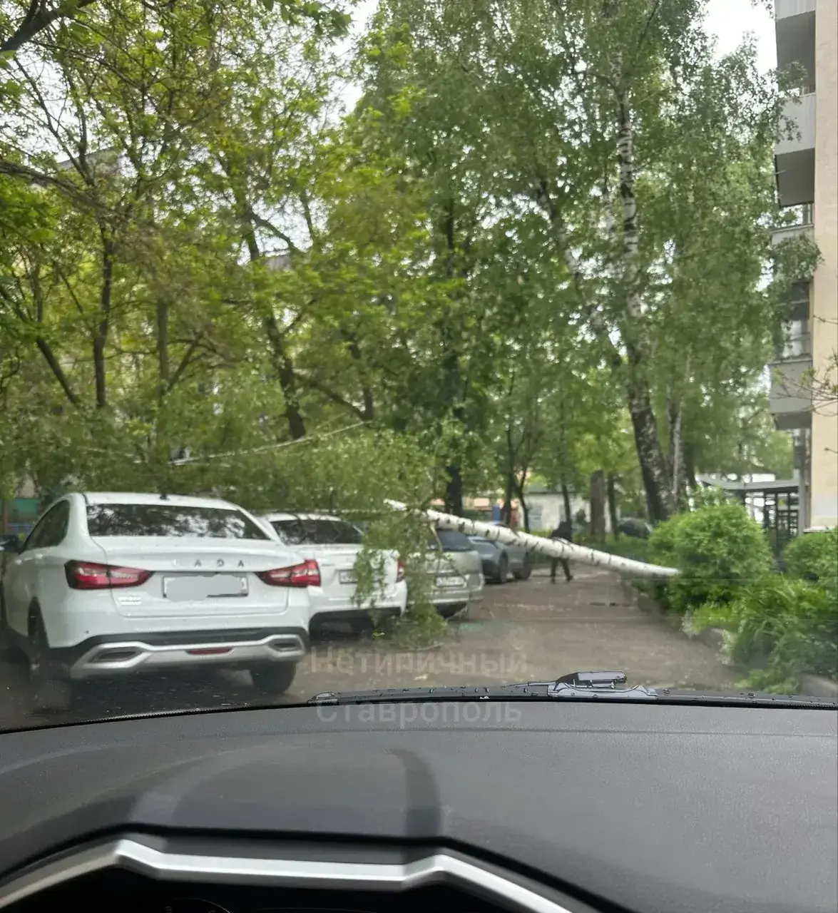 Дерево упало на машины в Ставрополе