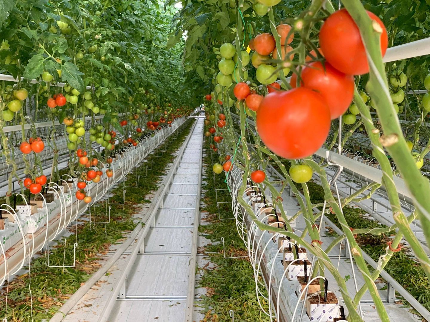 Больше 6 тонн тепличных овощей собрали на Ставрополье с начала года