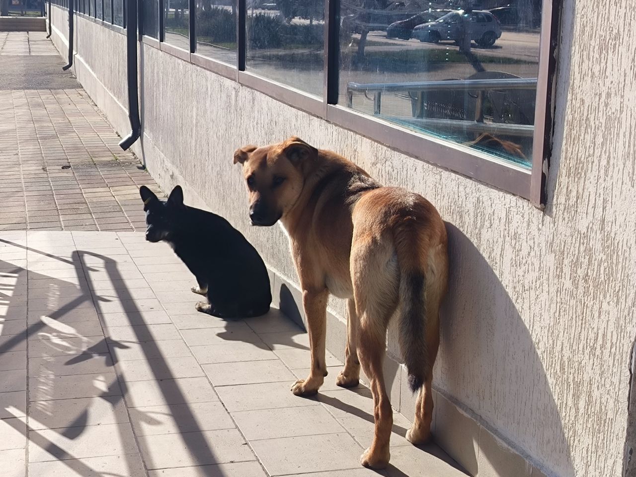 Собаки покусали двух детей в Новопавловске