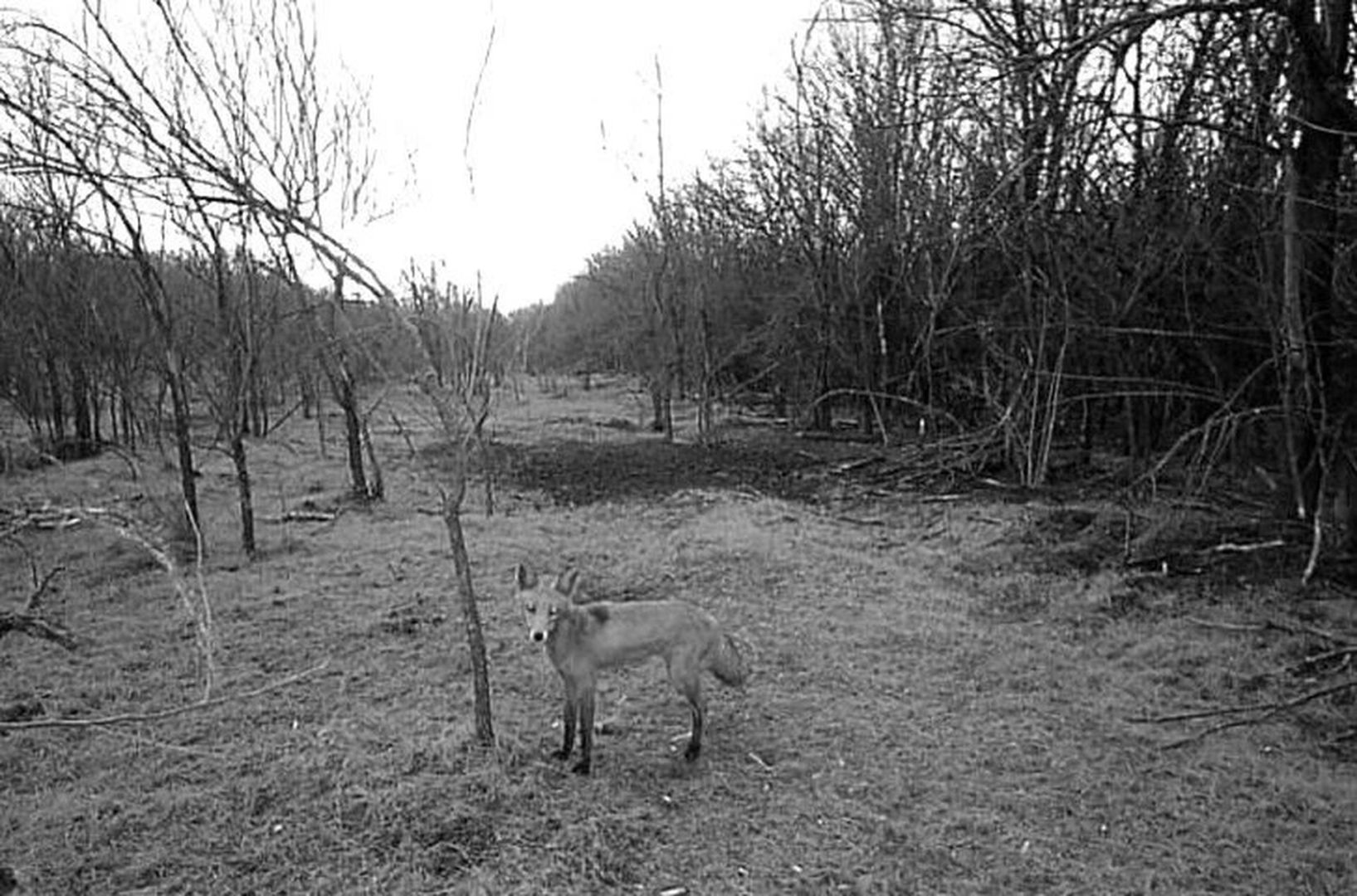 Лиса попала в объектив фотоловушки на Ставрополье