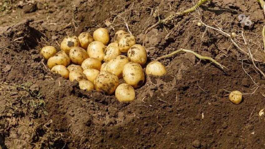 Инновации и гастрономические изыски представят на праздновании Дня картофельного поля в Предгорье