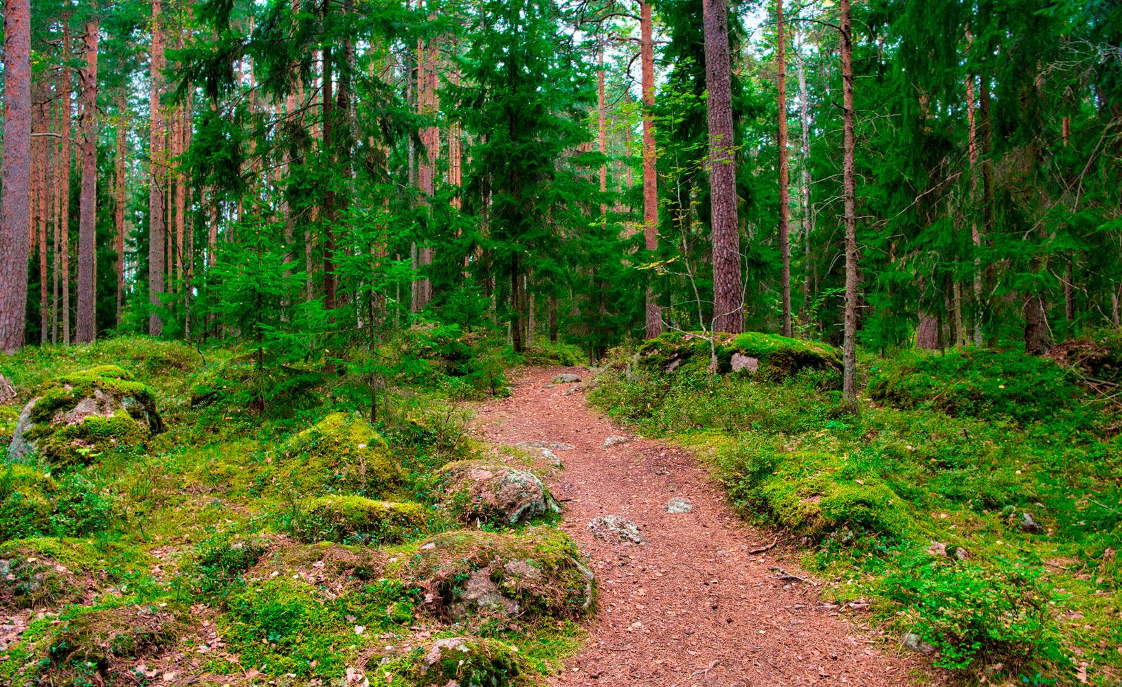 Т2 предлагает клиентам подключать экотарифы и спасать леса