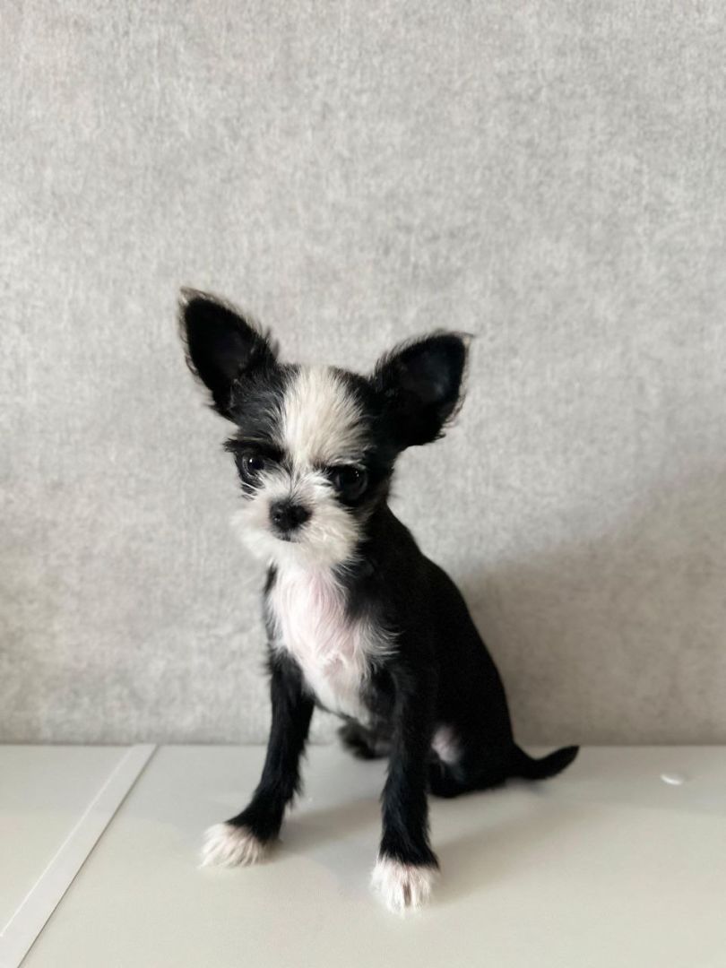 Женщина пойдет под суд за продажу псевдопородистых щенков