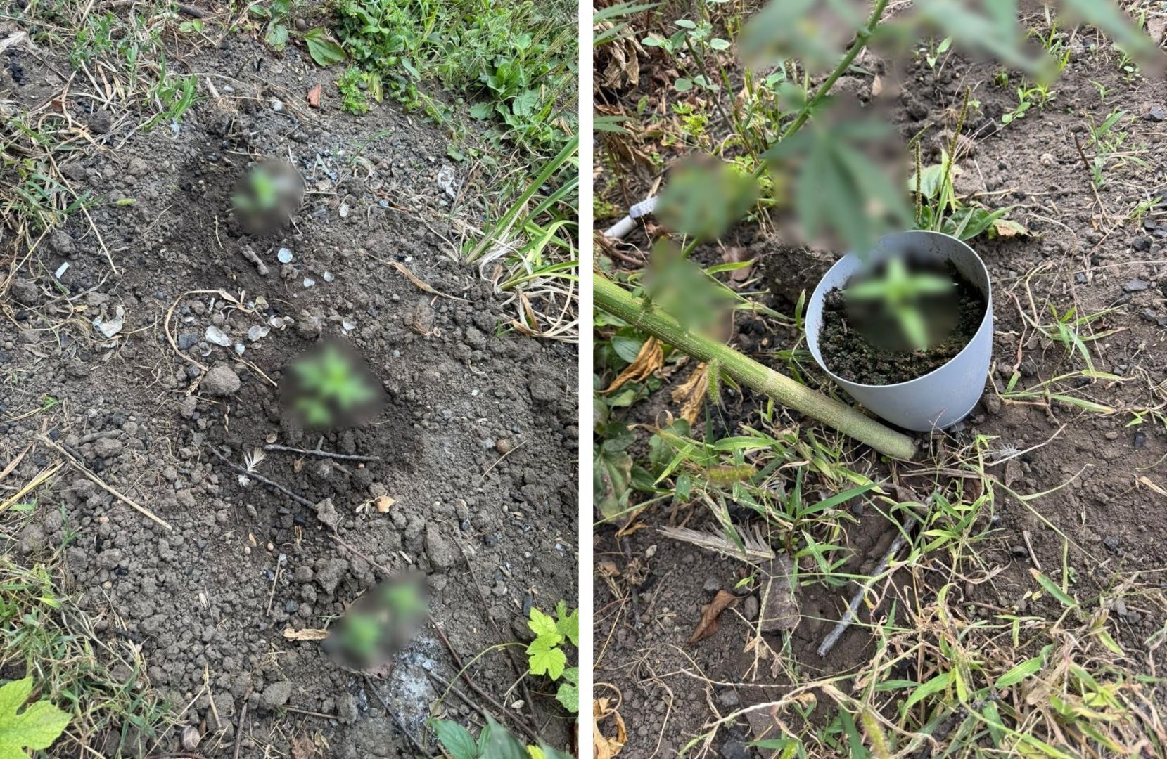 Житель Ставрополья выращивал коноплю на грядках