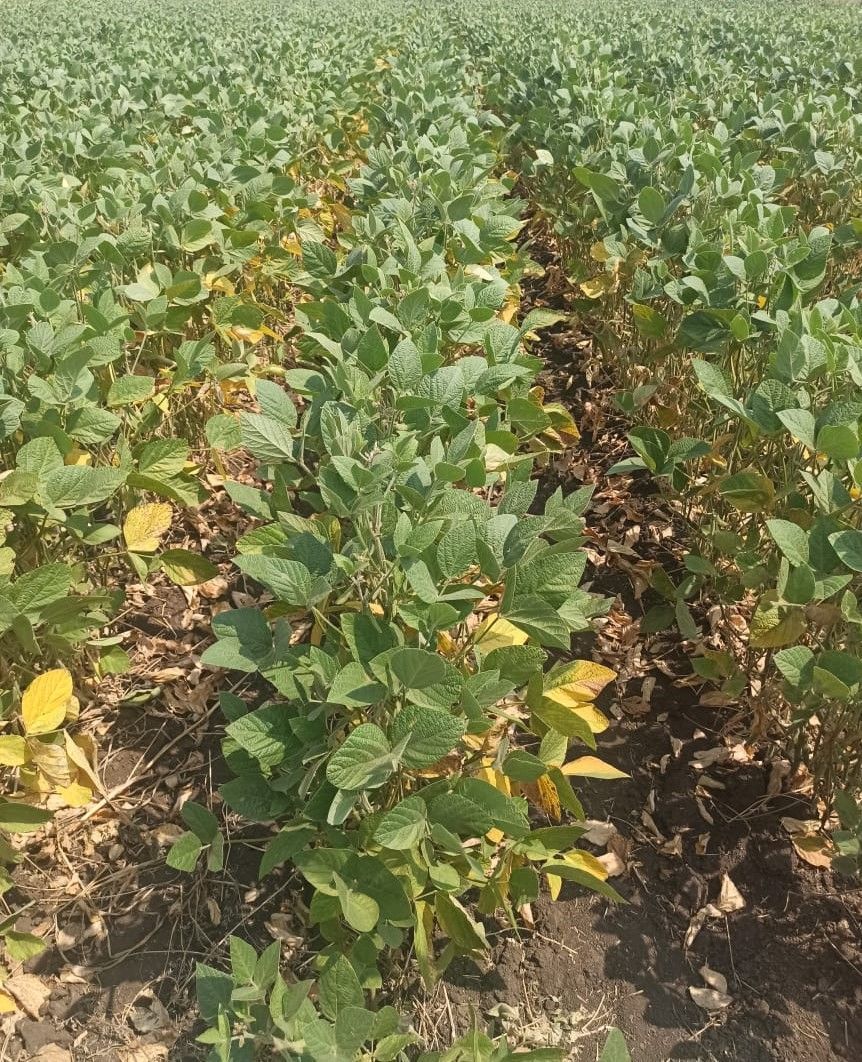 На Ставрополье собрали 12,5 тысяч тонн сои