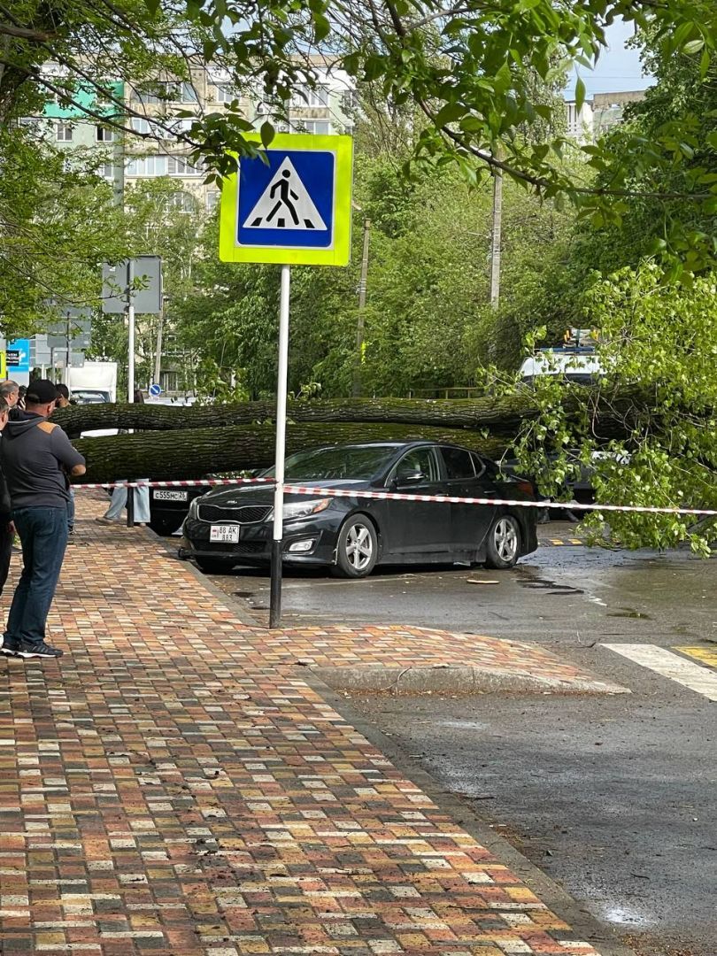 Дерево упало на машину с людьми на юго-западе Ставрополя