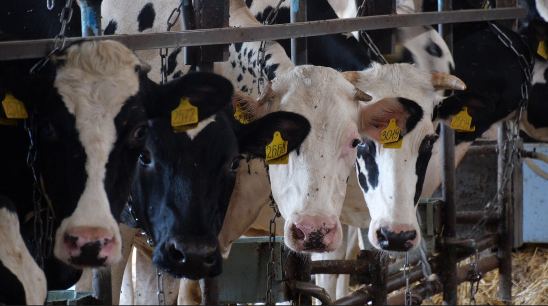 Более 43 тыс. тонн молока произвели в Кочубеевском округе