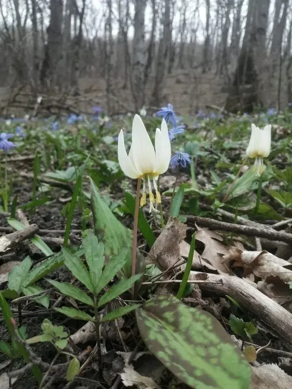 В Минприроды Ставрополья напомнили об ответственности за сбор и торговлю краснокнижными первоцветами