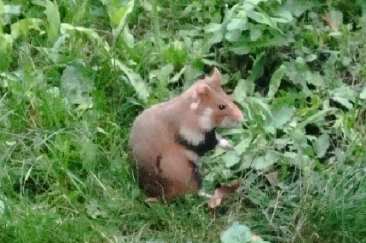 Полевые хомяки привлекают все больше туристов в станицу Ессентукскую
