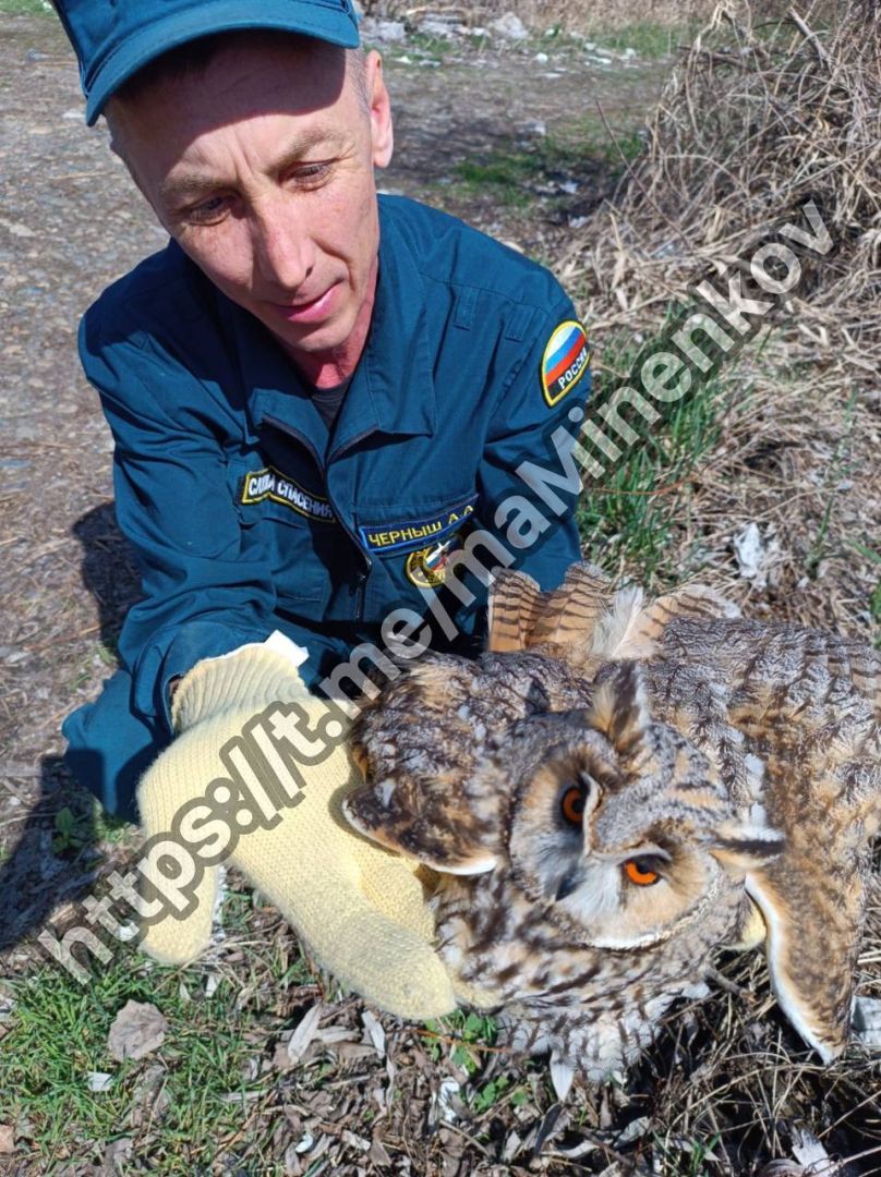 Спасатели эвакуировали с территории детсада краснокнижную ушастую сову