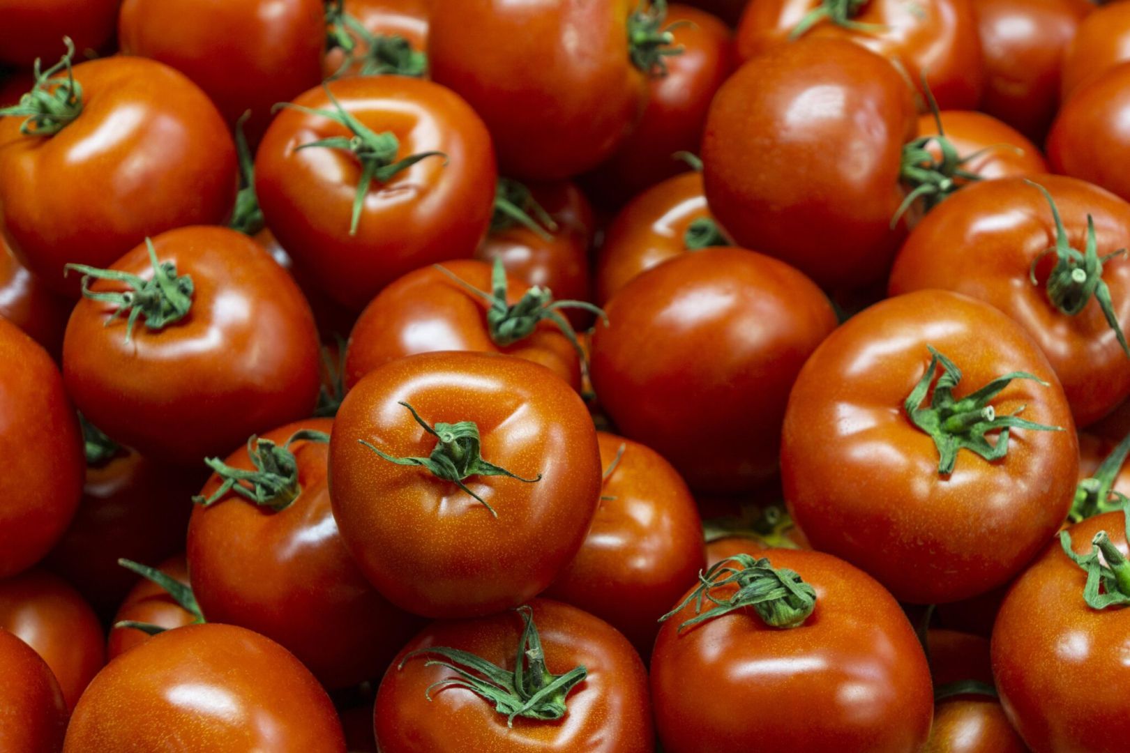 На Ставрополье резко выросли цены на помидоры