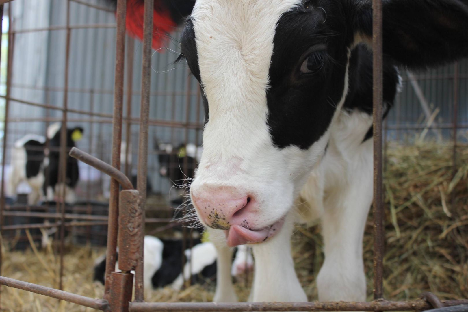 Ставропольские племхозы получили 7,5 млн рублей субсидий на геномную оценку КРС