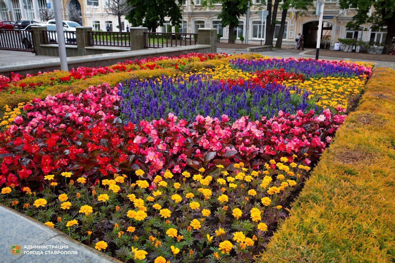 Летний Ставрополь украшают почти 400 тысяч цветов