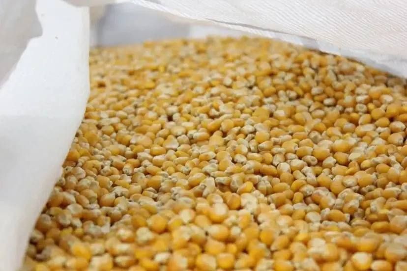 Более 493 тыс. тонн кукурузы собрали на Ставрополье