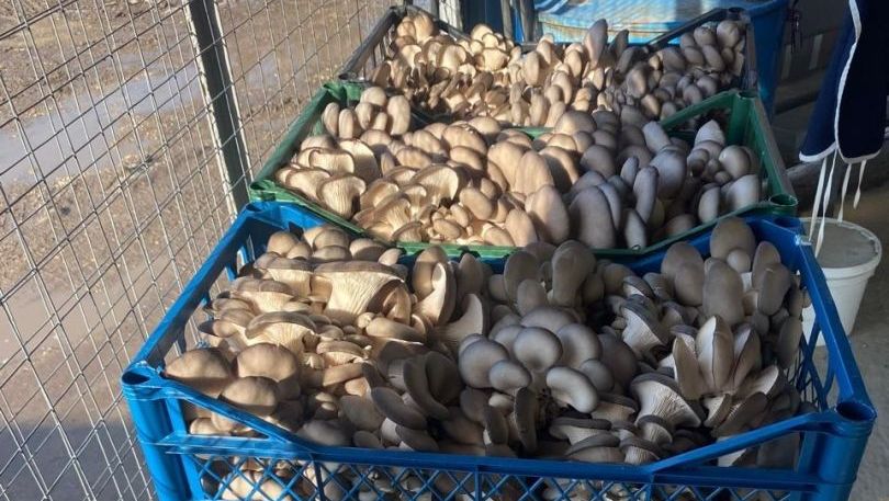 С начала года в Предгорном округе вырастили 15 тонн экологически чистых грибов вешенка
