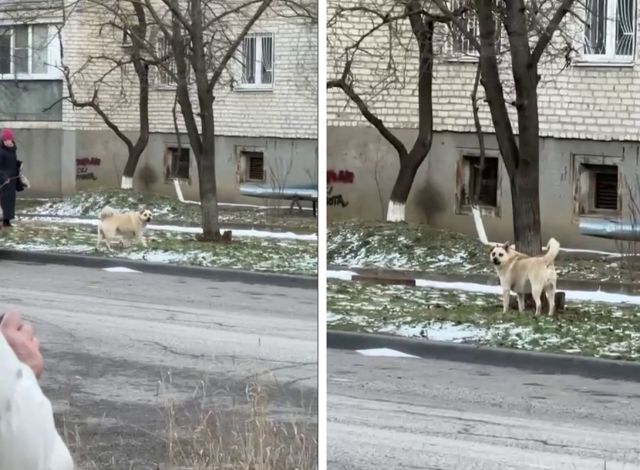 Бездомная собака укусила женщину в Минеральных Водах