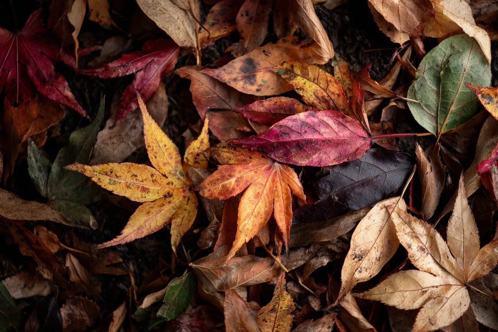 Что делать с опавшими листьями — 4 способа применения, о которых не догадываются даже опытные дачники