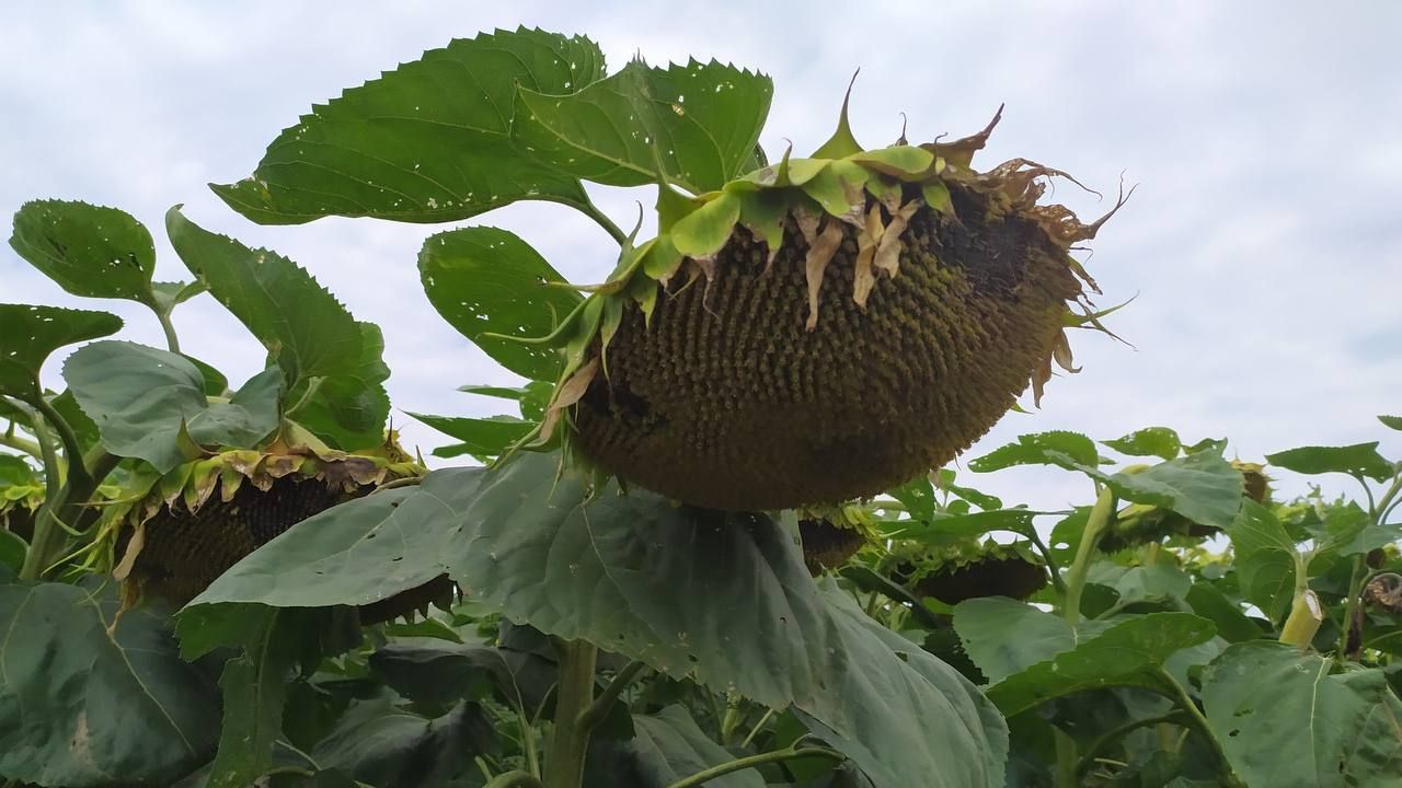 Предгорный округ собрал почти 21 тысячу тонн подсолнечника