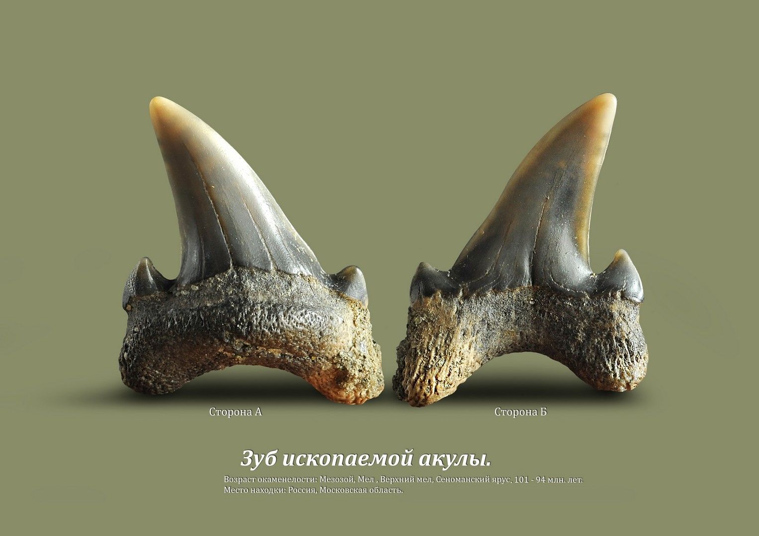 В Ставрополе откроется выставка древних акул
