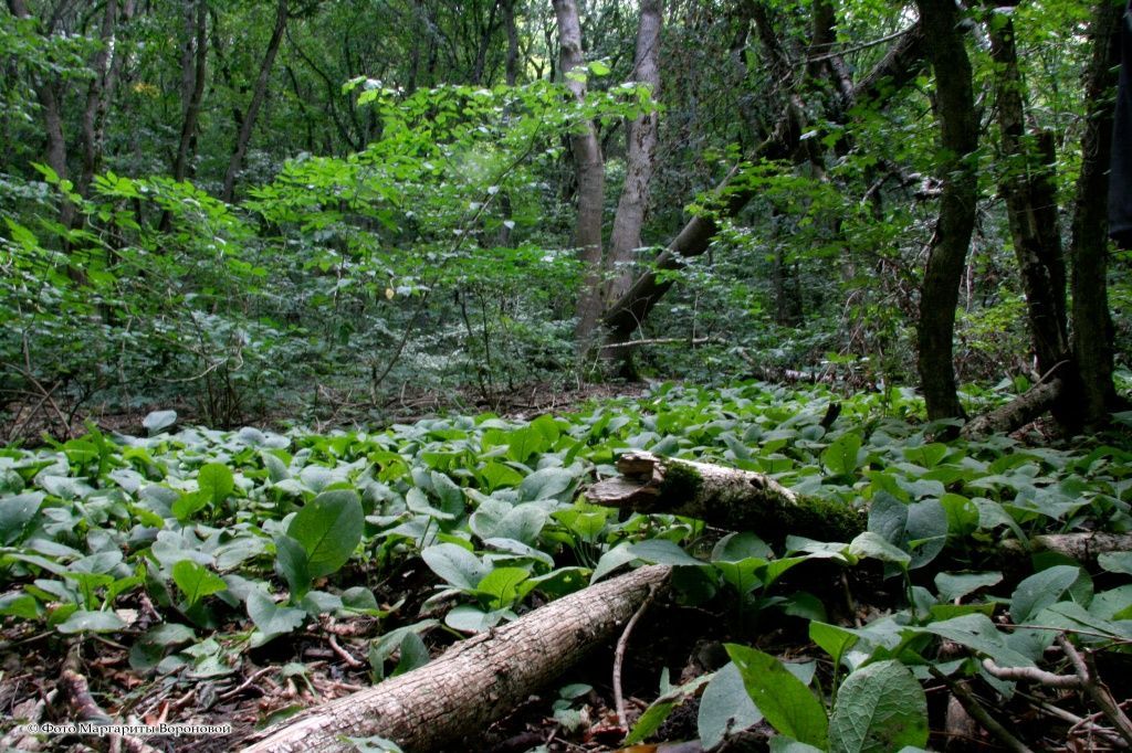 На Ставрополье сняты ограничения на посещение лесов после окончания пожароопасного сезона