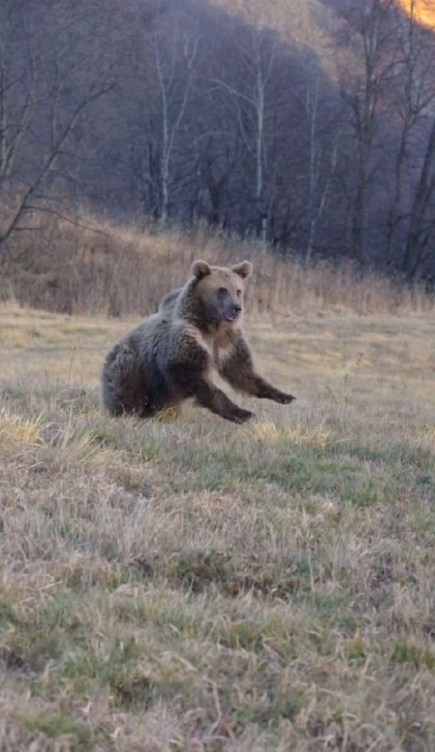 Ставропольские волонтёры вылечили медвежонка, сбитого на трассе в Северной Осетии