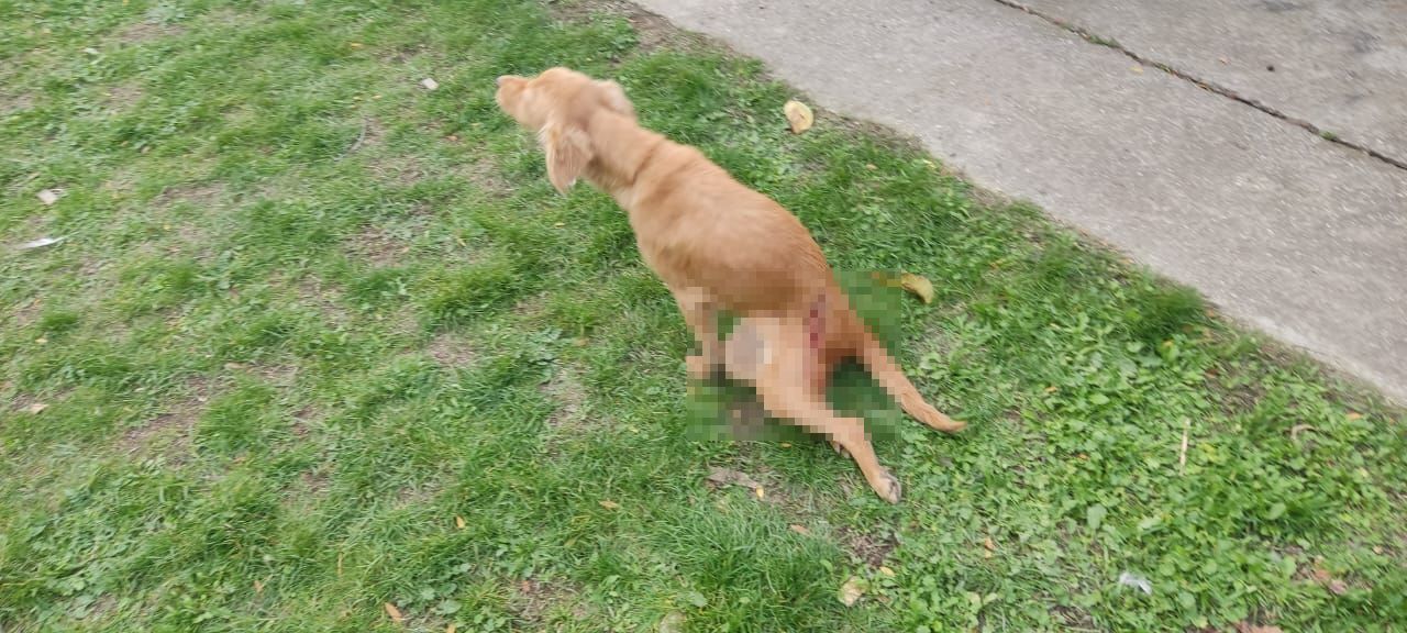 Житель Ставрополья выстрелил в собаку на глазах у детей