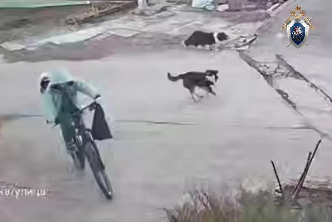 В Ессентуках после нападения собак на ребенка возбудили уголовное дело