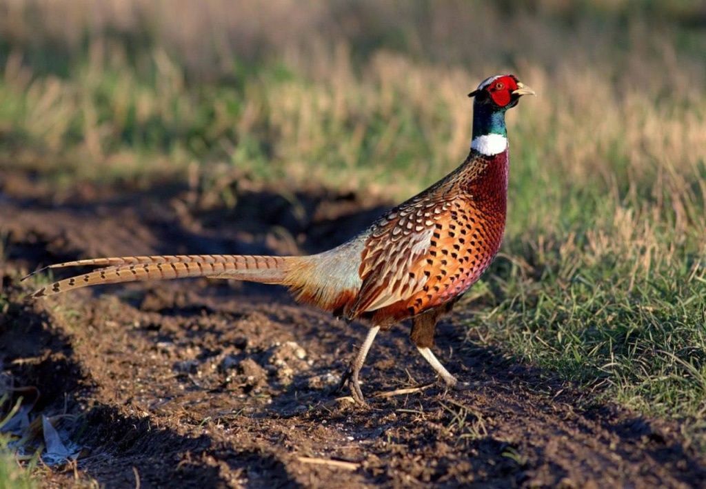 Жеребьёвка на добычу фазана пройдёт в Ставрополе 19 августа