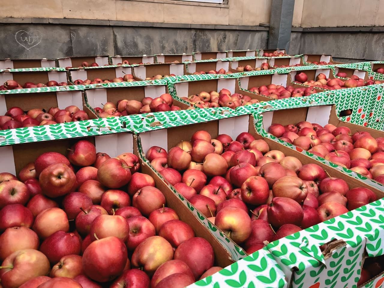 Более 300 кг яблок отправили бойцам СВО со Ставрополья