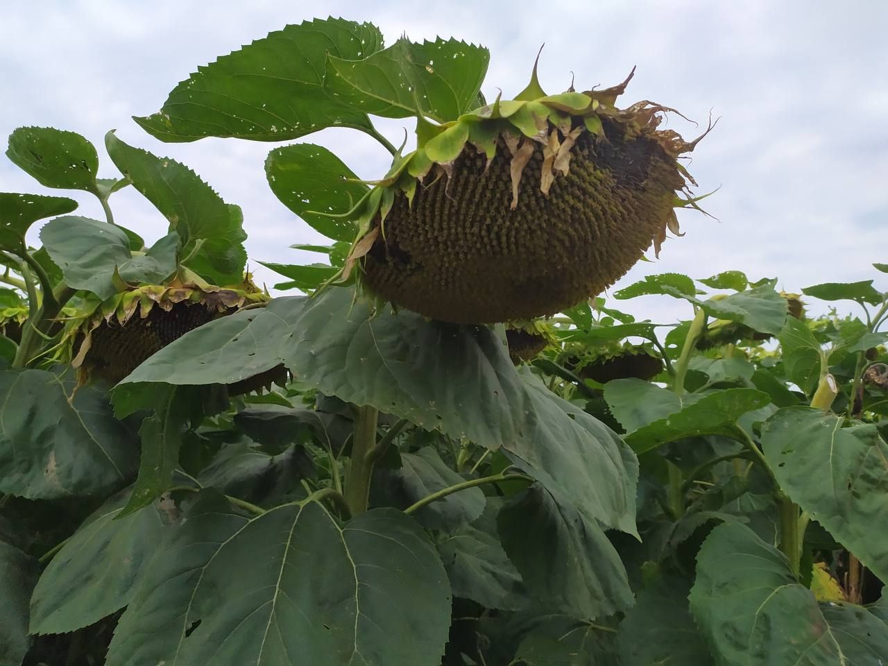 Предгорный округ собрал почти 21 тысячу тонн подсолнечника