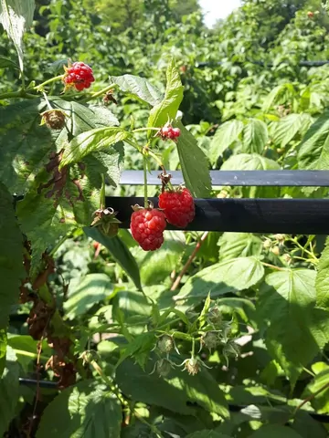 Ставропольский фермер наладил поставки саженцев малины в Узбекистан