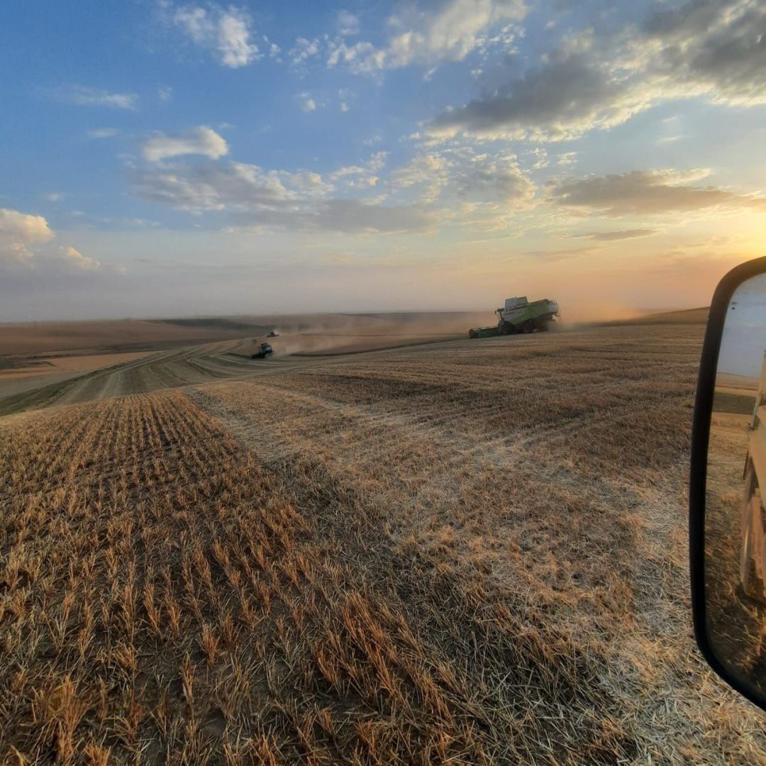 Левокумский округ первым закрыл сезон уборки зерна на Ставрополье